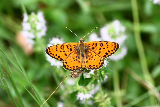 Melitae didyma???